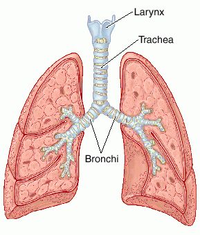 trachea1