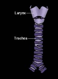 trachea2